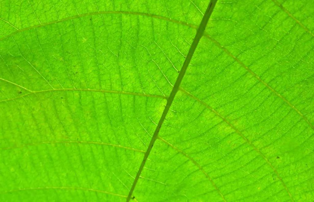 drinking chlorophyll